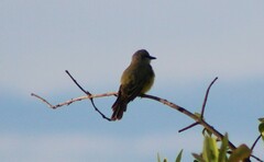 Tyrannus melancholicus