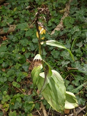Epipactis helleborine
