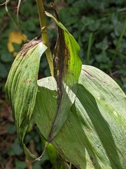 Epipactis helleborine