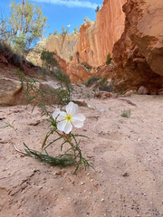 Oenothera pallida