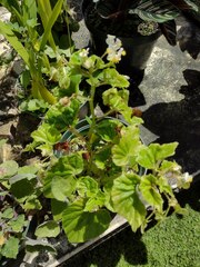 Begonia hirtella