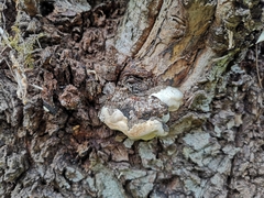 Climacocystis borealis