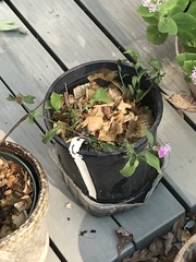 Centaurea nigrescens