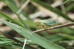 Cicadella viridis