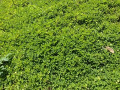 Arachis pintoi