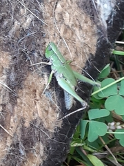 Dichromorpha viridis