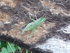 Dichromorpha viridis