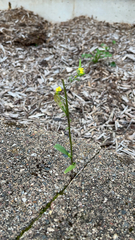 Erysimum cheiranthoides