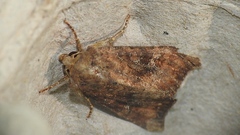 Loscopia velata
