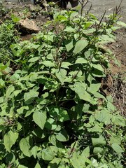 Amaranthus viridis