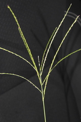 Digitaria ciliaris