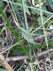 Dichromorpha viridis