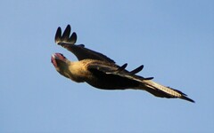 Caracara plancus
