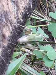 Dichromorpha viridis