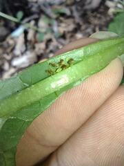 Wasmannia auropunctata