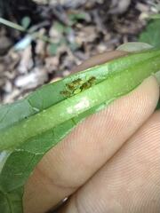 Wasmannia auropunctata