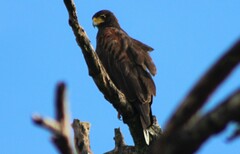 Parabuteo unicinctus