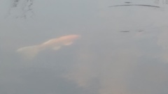 Cyprinus rubrofuscus