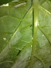 Wasmannia auropunctata