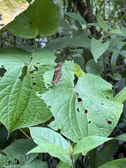 Mechanitis menapis mantineus