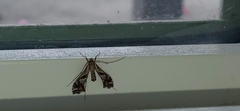 Lineodes integra