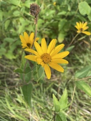 Heliopsis helianthoides