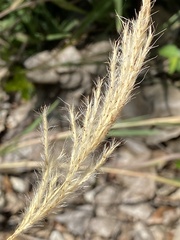 Bothriochloa longipaniculata