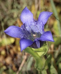 Gentiana plurisetosa
