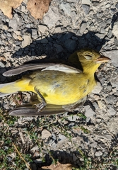 Piranga olivacea