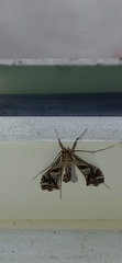Lineodes integra