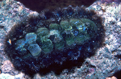 Acanthochitona viridis
