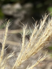 Bothriochloa longipaniculata