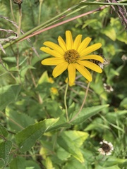Heliopsis helianthoides