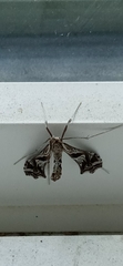 Lineodes integra