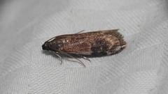 Eulogia ochrifrontella