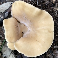 Hohenbuehelia petaloides