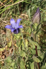 Gentiana plurisetosa