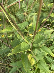 Heliopsis helianthoides