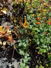 Macroptilium lathyroides