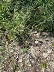 Bothriochloa longipaniculata