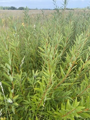 Salix humilis