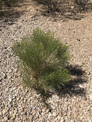 Baccharis sergiloides