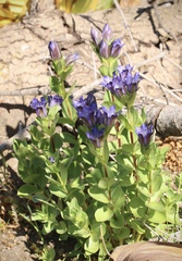 Gentiana plurisetosa