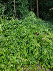 Cissus verticillata