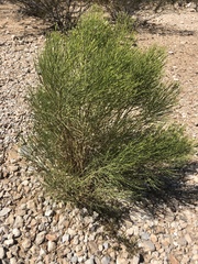 Baccharis sergiloides