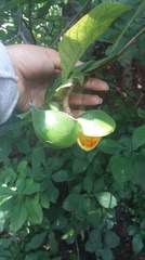 Tabernaemontana glabra