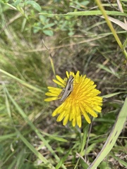 Pseudochorthippus curtipennis