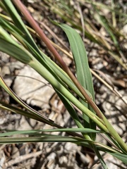 Bothriochloa longipaniculata