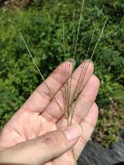 Digitaria violascens