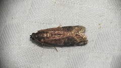 Eulogia ochrifrontella